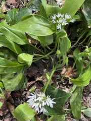 Allium ursinum ursinum