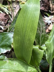 Allium ursinum ursinum