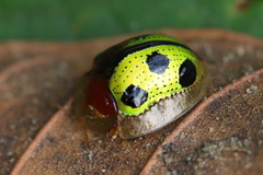 Chiridopsis bowringii