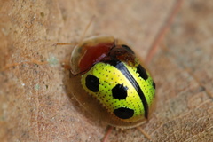 Chiridopsis bowringii