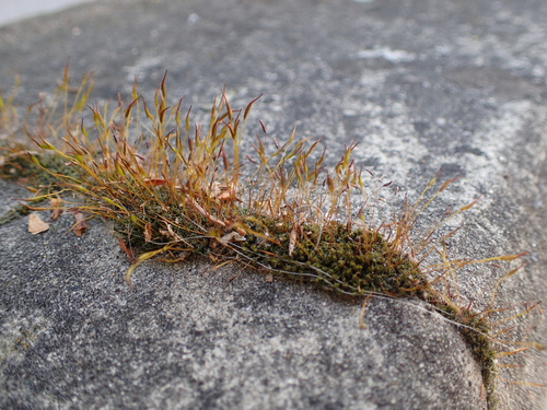 skrútenec múrový (Tortula muralis)