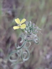 Erysimum flavum
