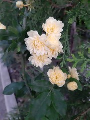 Rosa banksiae