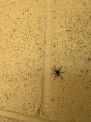 Araneae