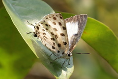 Tajuria maculata