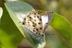 Tajuria maculata