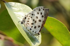 Tajuria maculata