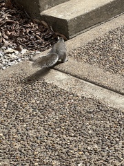 Sciurus carolinensis