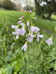 Cardamine pratensis