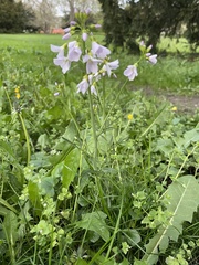 Cardamine pratensis