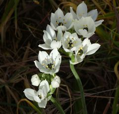Ornithogalum