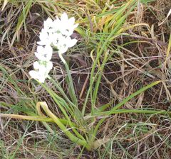 Ornithogalum