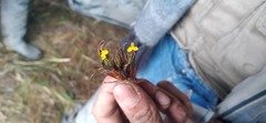 Xyris subulata