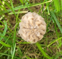 Morchella