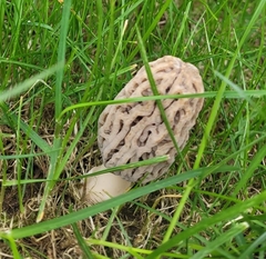 Morchella