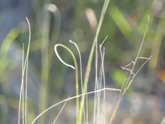 Stipa austroitalica