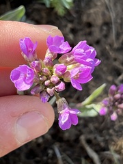 Phoenicaulis cheiranthoides