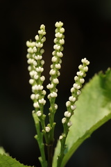 Chloranthus