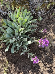 Phoenicaulis cheiranthoides