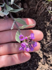 Phoenicaulis cheiranthoides