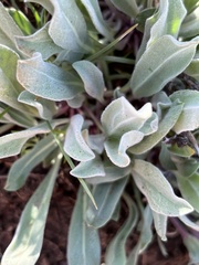 Phoenicaulis cheiranthoides