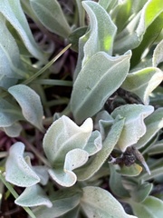 Phoenicaulis cheiranthoides