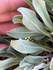 Phoenicaulis cheiranthoides