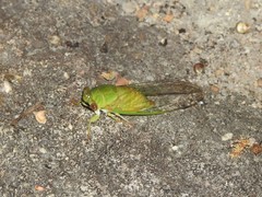 Chremistica ochracea