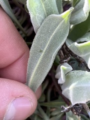 Phoenicaulis cheiranthoides