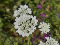 Tordylium officinale