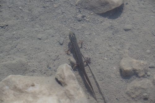Mali vodenjak (Lissotriton vulgaris)
