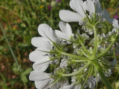 Tordylium officinale