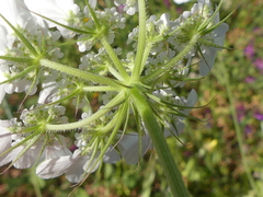 Tordylium officinale