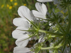 Tordylium officinale