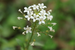 Lysimachia candida