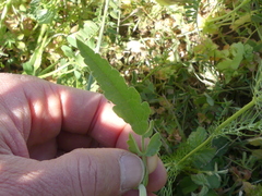 Tordylium officinale