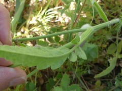 Tordylium officinale