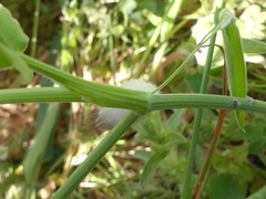 Tordylium officinale
