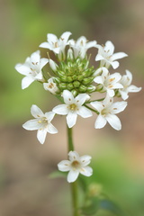 Lysimachia candida