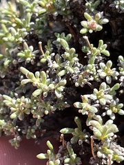 Eriogonum thymoides