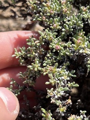 Eriogonum thymoides