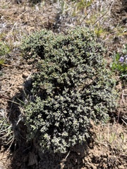 Eriogonum thymoides