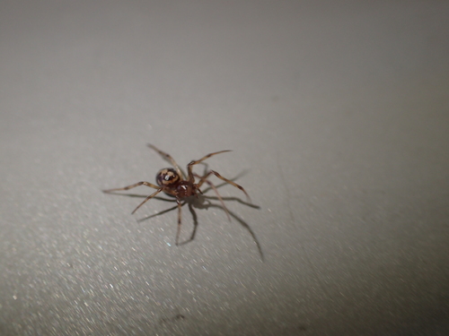 snovačka trojuholníková (Steatoda triangulosa)