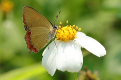 Heliophorus epicles