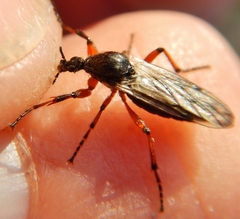 Bibio xanthopus