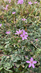Erodium cicutarium