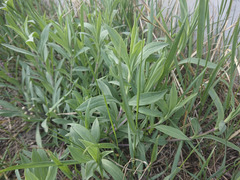 Silene latifolia alba