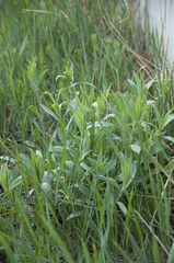 Silene latifolia alba