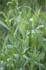 Silene latifolia alba
