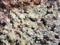 Pertusaria globularis